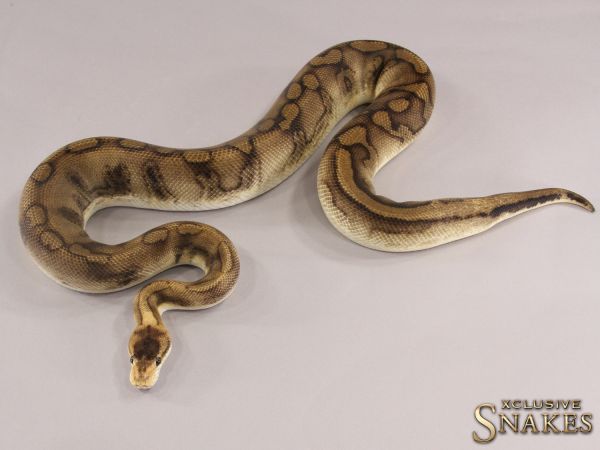 1.0 Champagne Leopard het Clown 2018