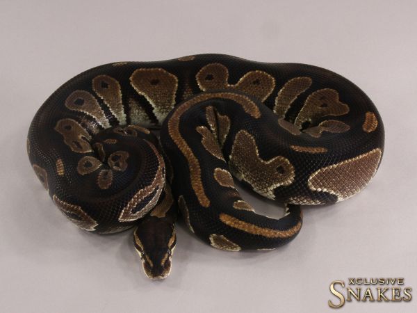 0.1 Black Head het Lavender 2015