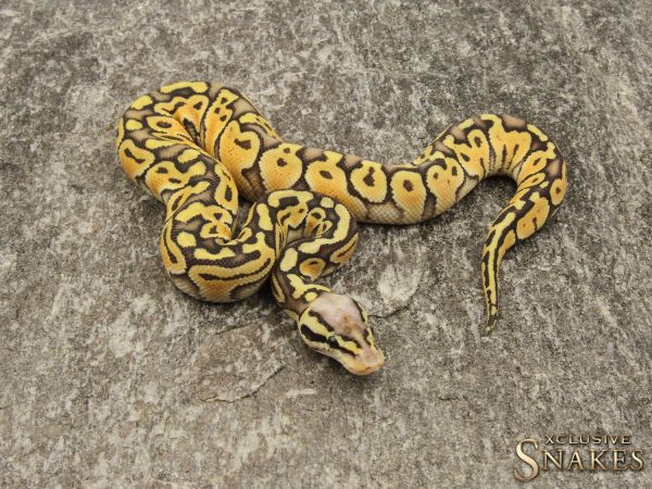 0.1 Super Pastel Special het Clown 2019