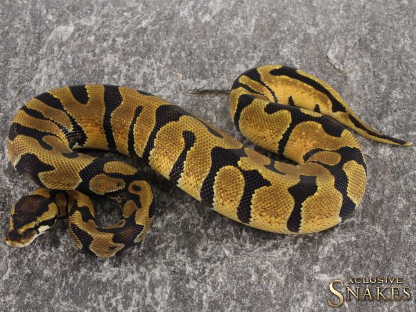 0.1 Enchi NR Mandarin 2021