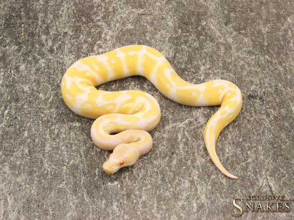 0.1 Albino 50% het Rainbow 2019