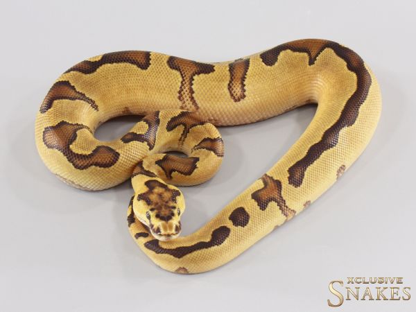 1.0 Enchi Gravel Clown 2026