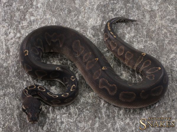 0.1 Black Head GHI Het Red Axanthic 2021