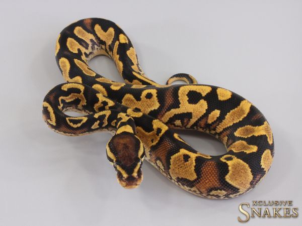 0.1 Orange Dream Yellow Belly triple het Lavender Clown Piebald 2023