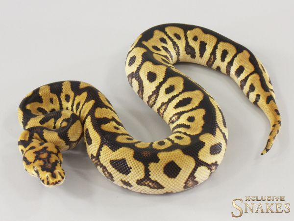1.0 Spotnose Clown het Hypo 2025