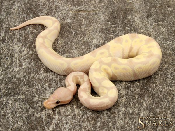 0.1 Super Banana het Desert Ghost 2019