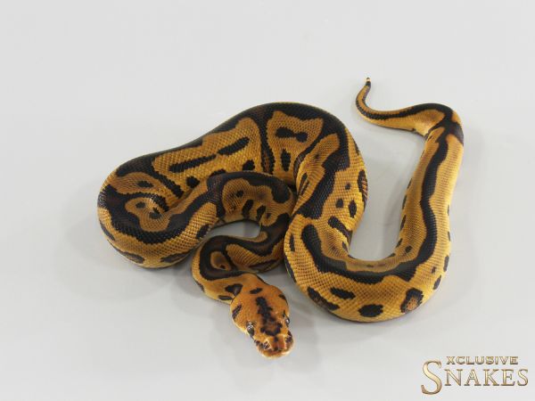 1.0 Leopard Gravel Clown het Hypo 2026