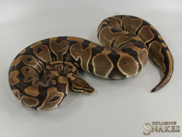 0.1 Double het Clown Lavender 2015 *FOR SALE AFTER EGGLAYING*
