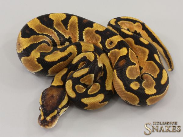 0.1 Orange Dream double het Hypo Piebald 2023