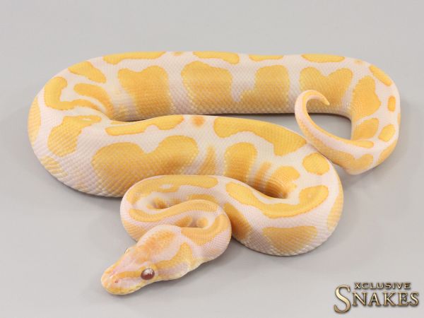 1.0 Copper Lavender het Piebald 2023