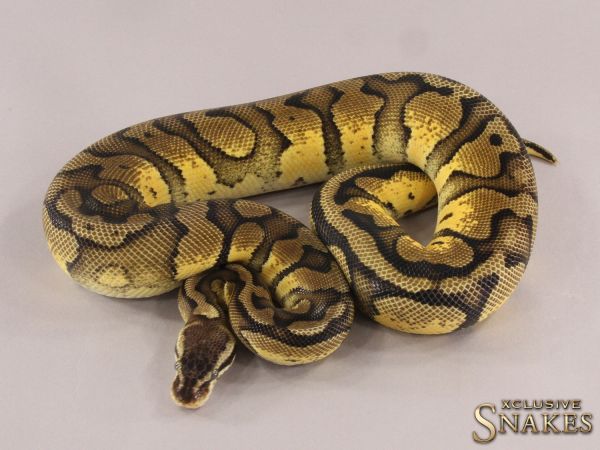 0.1 Pastel Red Stripe het Desert Ghost 2021 (1340g @12/2023)