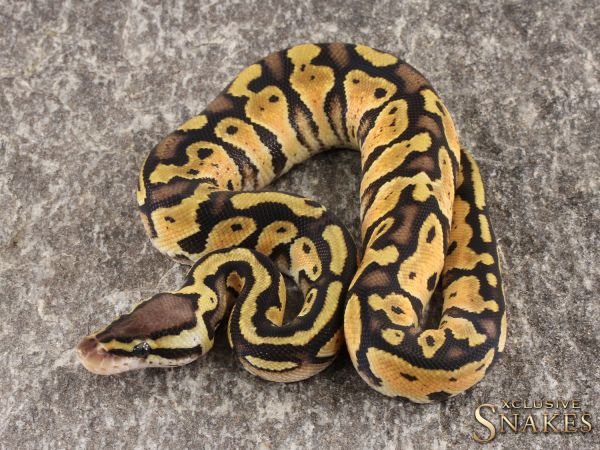 1.0 Pastel double het Clown Piebald 2022