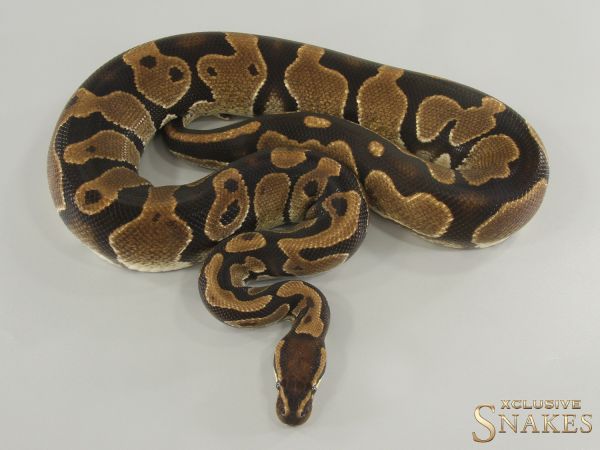 1.0 Triple het Sunset Lavender Piebald 2021