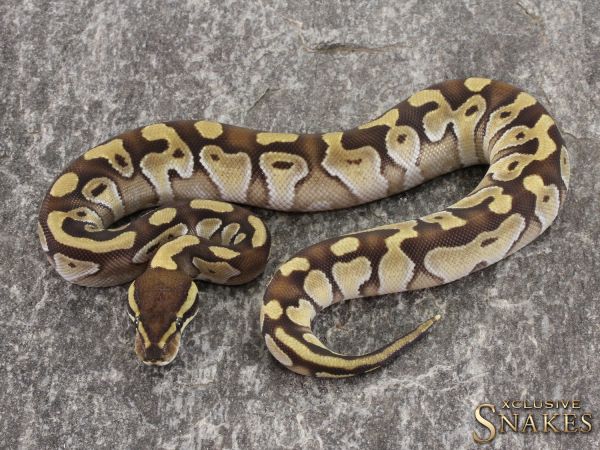 0.1 Mojave Enchi het Clown 2021