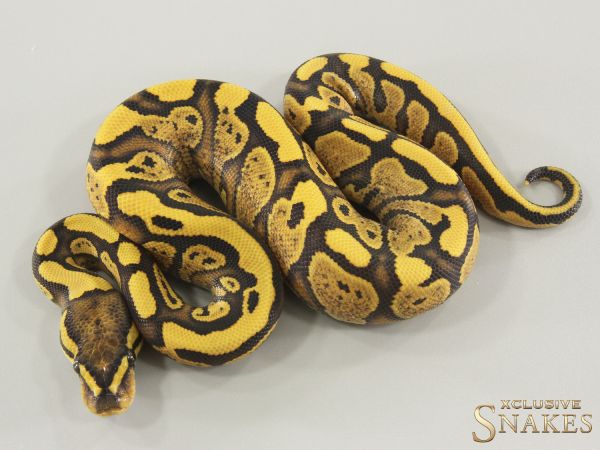 0.1 Gravel Red Stripe Desert Ghost het Piebald 2025