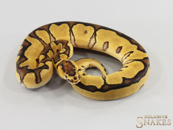 0.1 Enchi Red Stripe Clown 2026