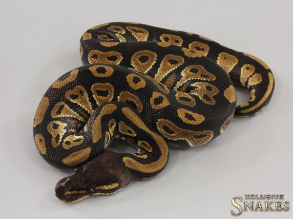 1.0 Black Head double het Hypo Clown 50% het Desert Ghost 2023