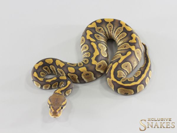 0.1 Chocolate Hypo het Clown 2026