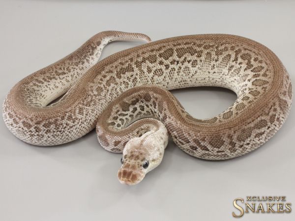 0.1 Pastel Red Axanthic Leopard Clown het Hypo 2023