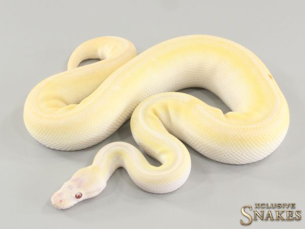 1.0 Black Head Mojave GHI Lavender het Piebald 2021