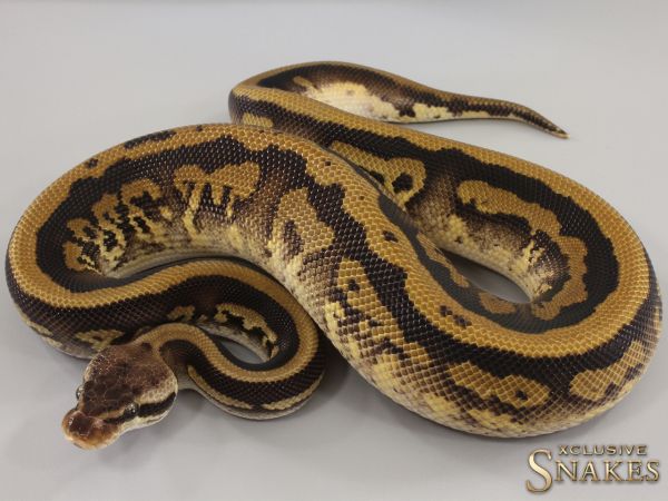 1.0 Pastel Leopard Copper triple het Desert Ghost Clown Piebald 2023