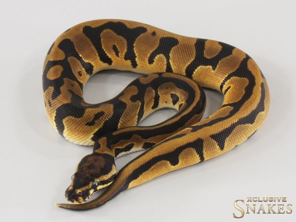 1.0 Confusion Orange Dream double het Hypo Piebald 2025