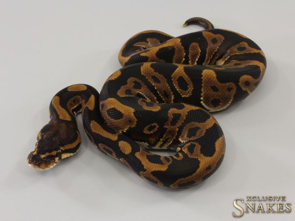 1.0 Leopard double het Sunset Clown 2023