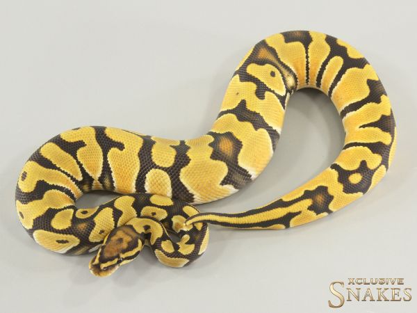 1.0 Orange Dream Hypo het Clown 2025