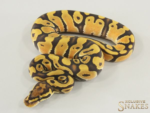 1.0 Orange Dream Hypo double het Clown Desert Ghost 2026