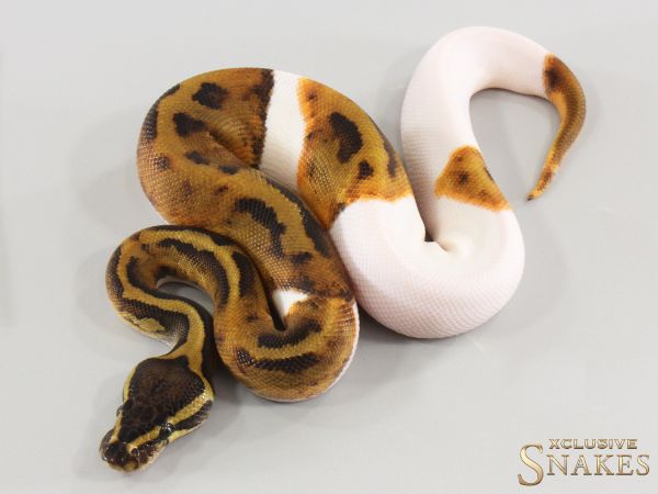 1.0 Enchi Copper Piebald 2026