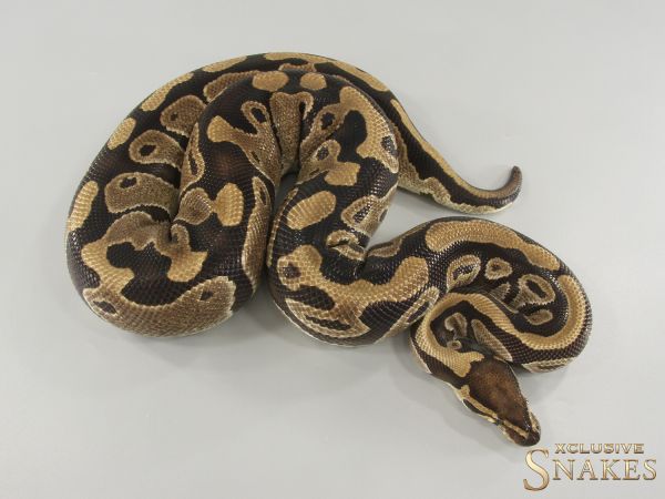 0.1 Triple het Lavender Clown Piebald (Holy Grail) 2019