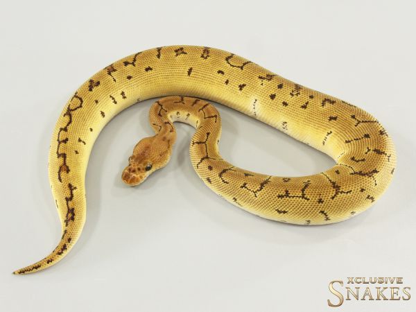 1.0 Pinstripe Clown double het TSK Axanthic Desert Ghost 2025