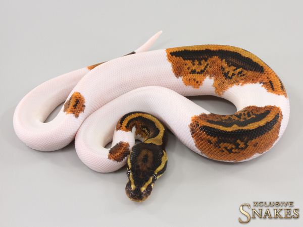 1.0 Yellow Belly Piebald 2023