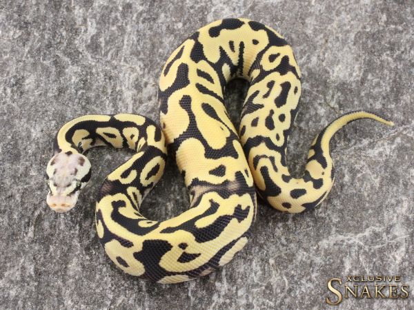 0.1 Pastel Leopard Desert Ghost het Clown or het Cryptic 2021