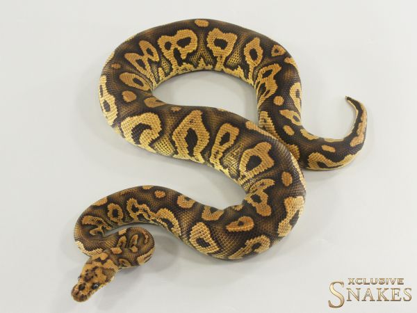 1.0 Black Pastel Confusion Gravel Clown het Hypo 2024