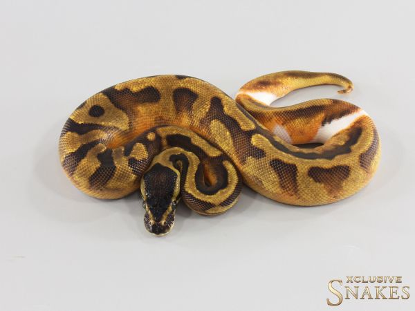 0.1 Enchi Copper Piebald 2026