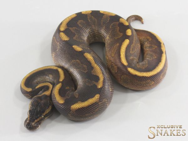 1.0 Copper Cinnamon Enchi Yellow Belly het Piebald 2026