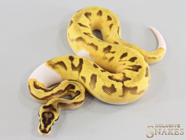 1.0 Super Enchi Pastel Piebald double het Desert Ghost Clown 2026