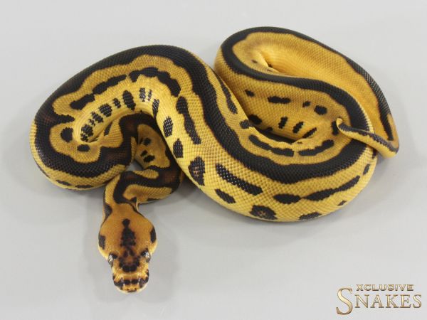 0.1 Orange Dream Leopard Clown double het Lavender Piebald 2026