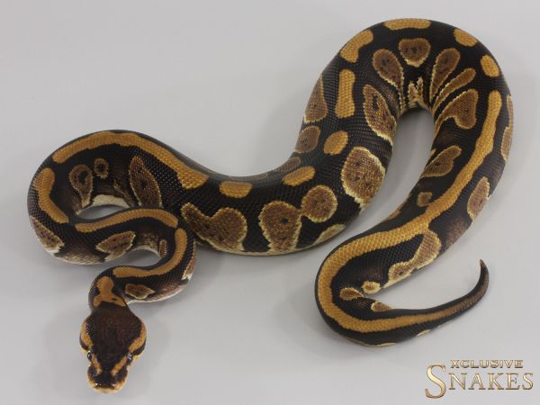 1.0 Wookie Double het Clown Piebald 2023