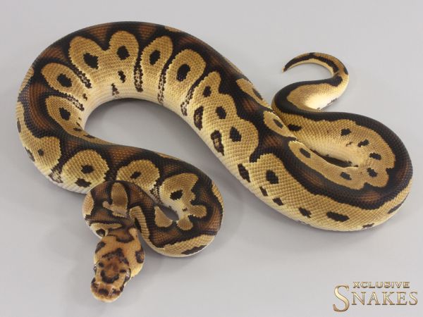 1.0 Orange Dream Clown het Piebald 2023