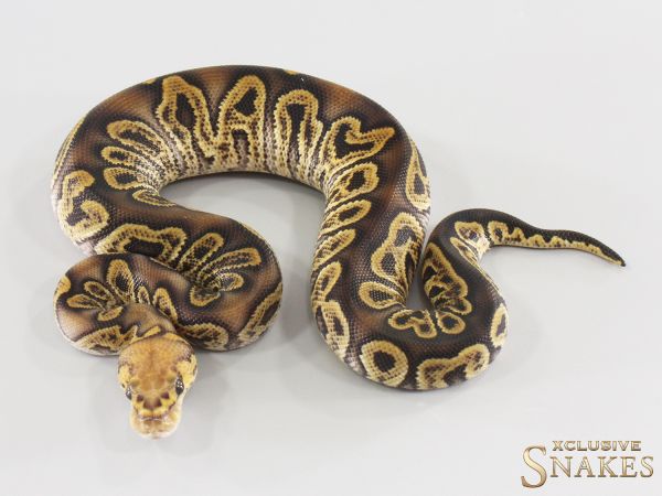 1.0 GHI Clown double het Hypo Desert Ghost 2026