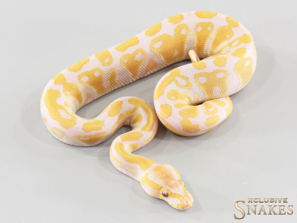0.1 Lavender double het Clown Piebald 2026