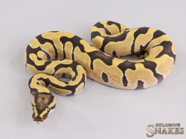 1.0 Enchi Desert Ghost het Hypo 2023