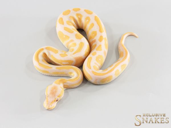 1.0 Black Head Lavender double het Clown Piebald 2026
