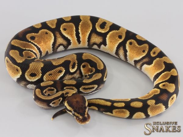 0.1 Orange Dream triple het Lavender Clown Piebald 2023