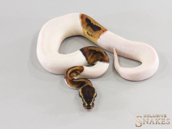 1.0 Piebald double het Lavender Clown 2026