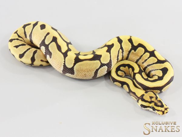 0.1 Enchi Spotnose Desert Ghost double het Hypo Clown 2026