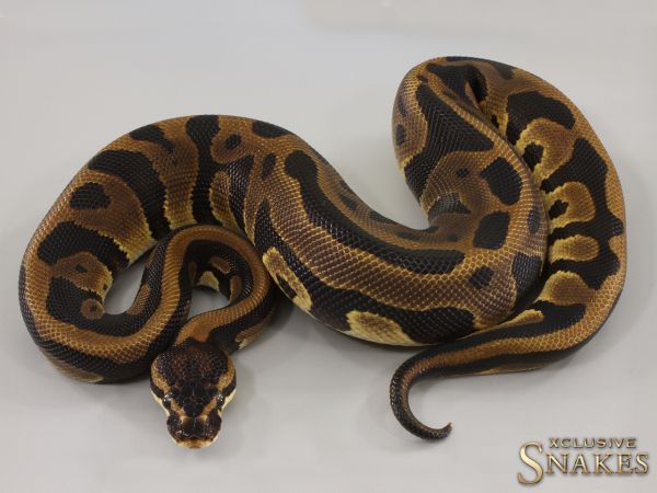 0.1 Leopard triple het Desert Ghost Clown Piebald 2023