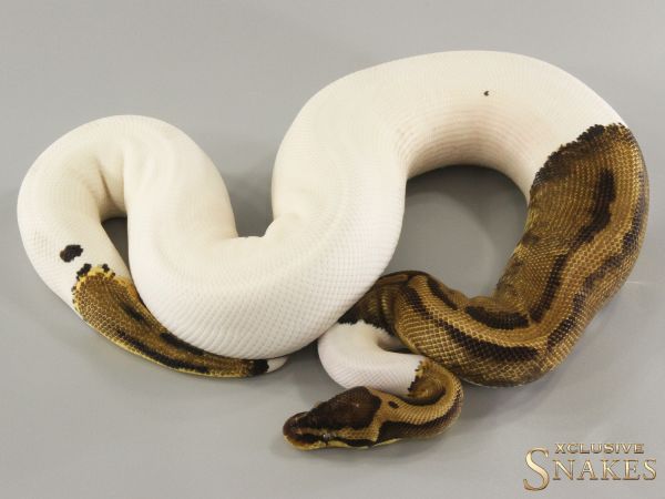 0.1 Pastel Piebald het Desert Ghost 2022 (980g @03/2024)